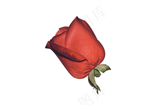 断枝红色玫瑰花一朵