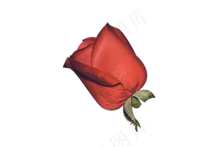 断枝红色玫瑰花一朵