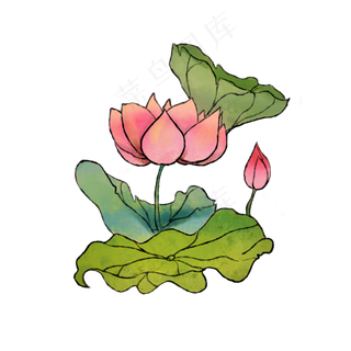 夏季荷花粉色莲花