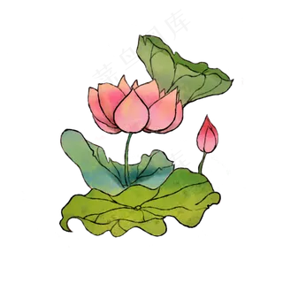 夏季荷花粉色莲花 夏季荷花粉色莲花