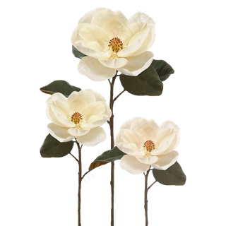 中国风白色茶花干花