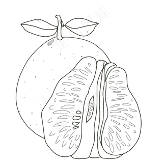 线描食物柚子