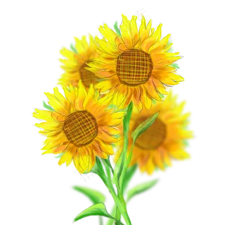 商用手绘向日葵热烈水彩阳光花束