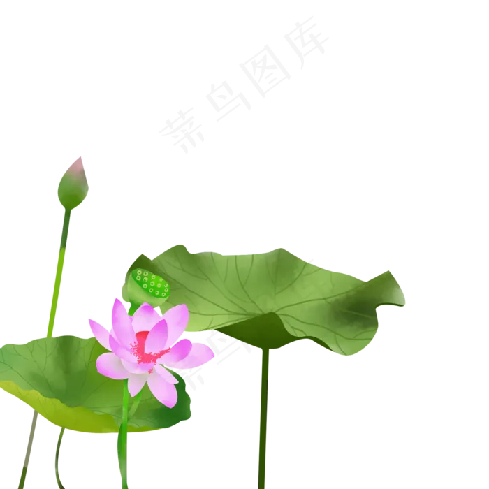古风荷花免扣插图下载(2000X2000(DPI:300))psd模版下载