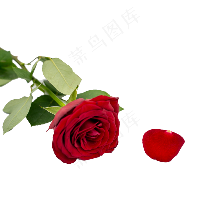 红玫瑰绿叶和花瓣(2000*2000px 300 dpi )