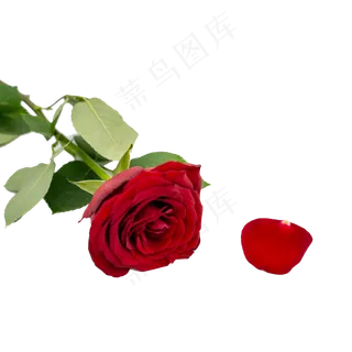 红玫瑰绿叶和花瓣