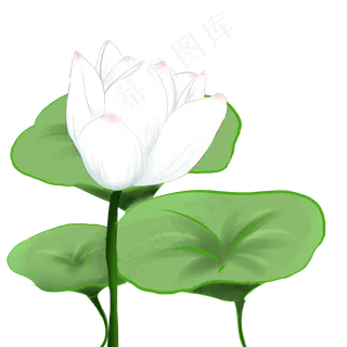 夏季节气荷花荷叶