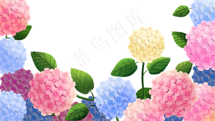 花卉主题之绣球花边框
