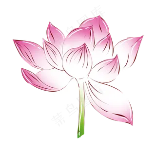 花小植物粉色荷花