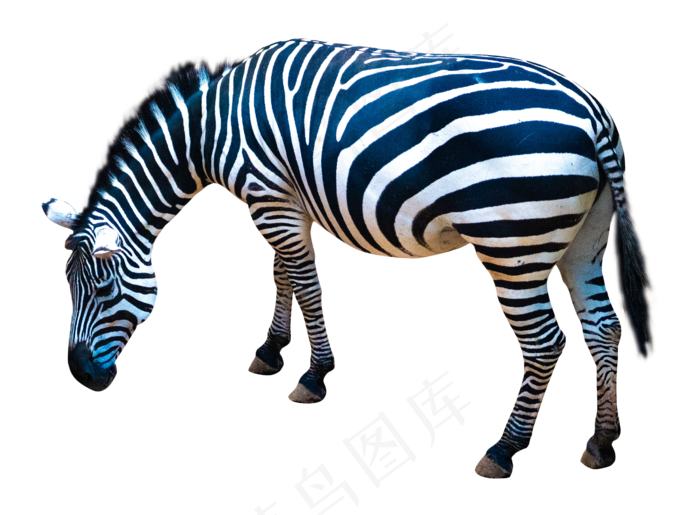 保护动物斑马,免抠元素