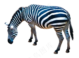 保护动物斑马,免抠元素