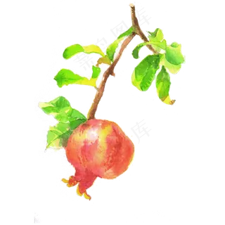 手绘卡通水彩水果石榴