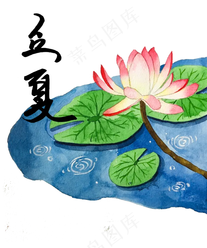 立夏节气莲花荷花农历夏日池塘P