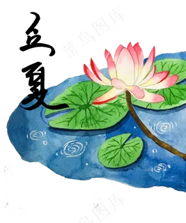 立夏节气莲花荷花农历夏日池塘P