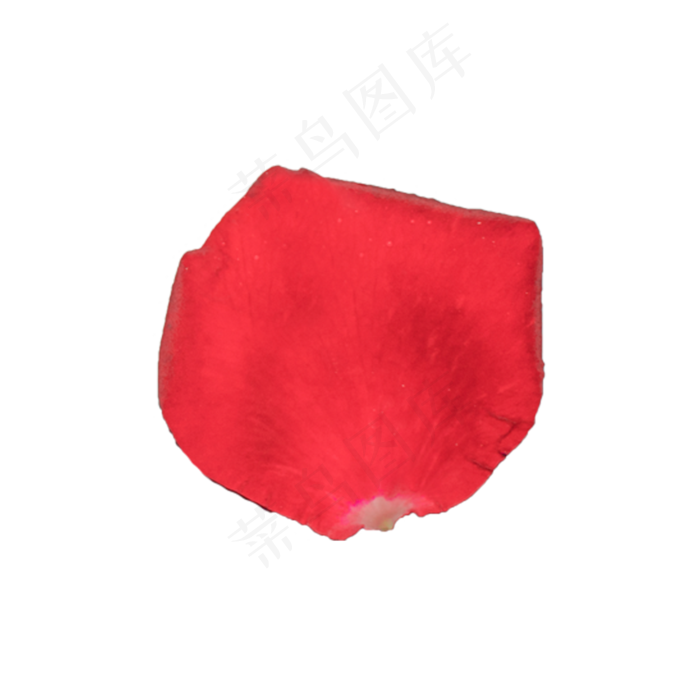玫瑰花瓣实拍（png免抠）