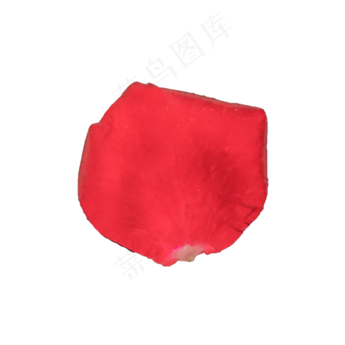 玫瑰花瓣实拍（png免抠）(2000X2000(DPI:72))psd模版下载