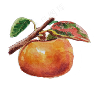 手绘卡通水彩水果柿子