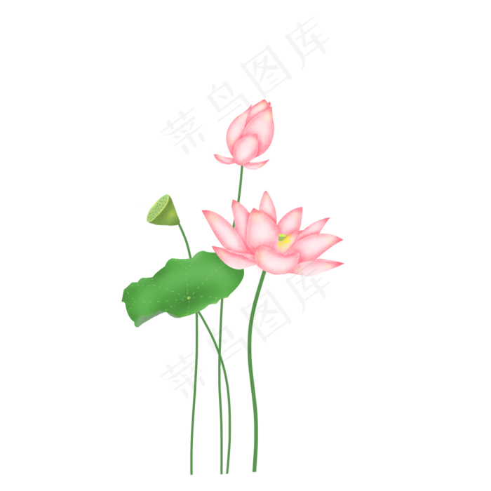 荷花荷叶莲花