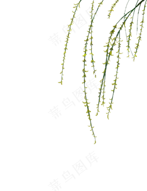清明节漂浮柳叶手绘