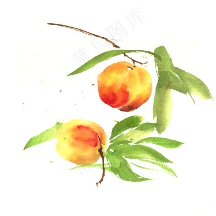 成熟的桃子(4724X4724(DPI:300))psd模版下载