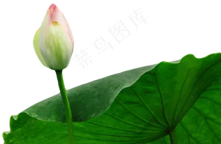 荷花荷叶花苞