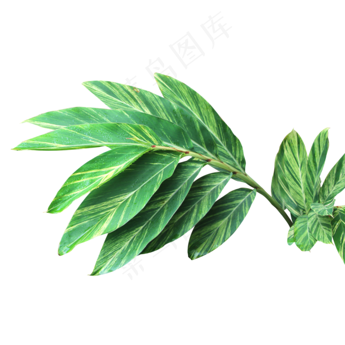 艳山姜小花叶盆栽,免抠元素