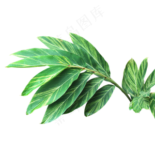 艳山姜小花叶盆栽,免抠元素