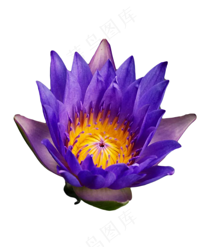 荷花韵色(1125X1367(DPI:300))psd模版下载