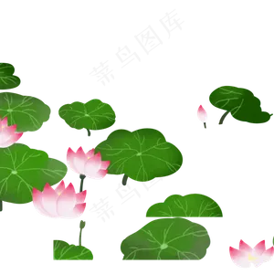 荷花和荷叶