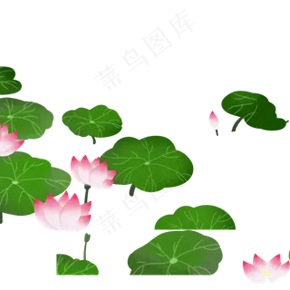 荷花和荷叶 荷花和荷叶