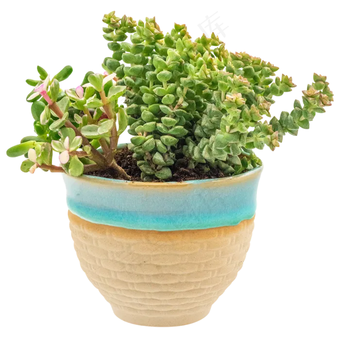 小米星多肉,免抠元素