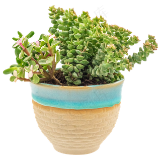 小米星多肉,免抠元素