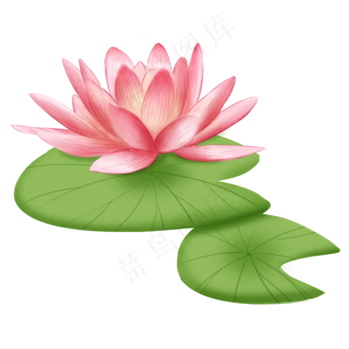 中国风粉色荷花插图(2250X2250(DPI:300))psd模版下载