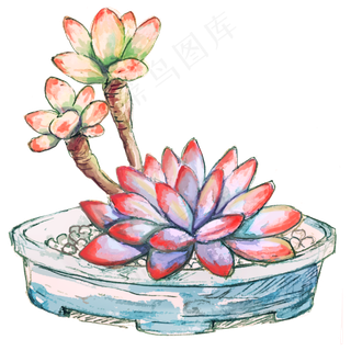 多肉植物商用元素,免抠元素