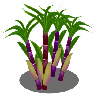 水果甘蔗实心草本甜丝丝