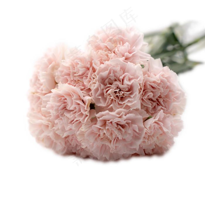 康乃馨花束一把粉色花鲜花