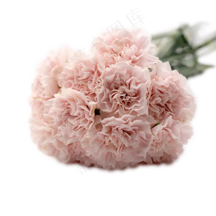 康乃馨花束一把粉色花鲜花(2000*2000px 300 dpi )