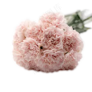 康乃馨花束一把粉色花鲜花