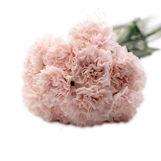康乃馨花束一把粉色花鲜花