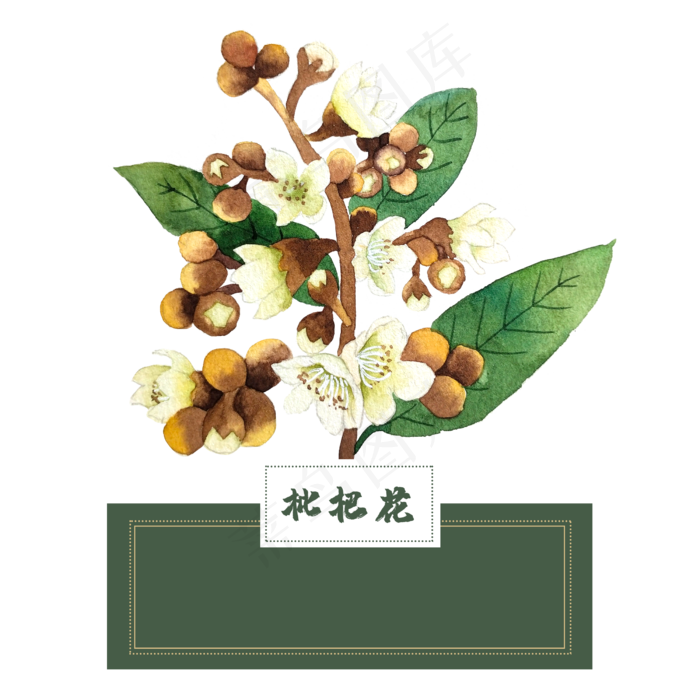 花类中草药水彩枇杷花(2500X2500(DPI:300))psd模版下载