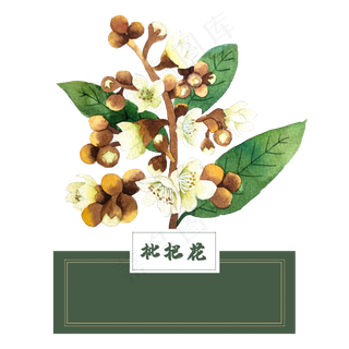 花类中草药水彩枇杷花