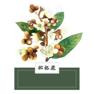 花类中草药水彩枇杷花 花类中草药水彩枇杷花