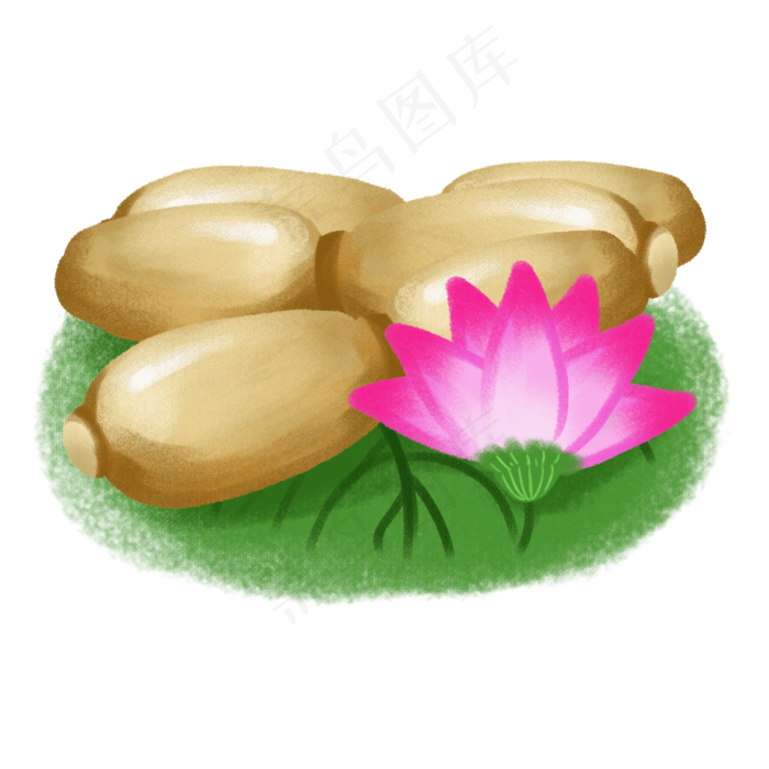 手绘美食原素材荷花果实之荷花莲(2500X2500(DPI:300))psd模版下载