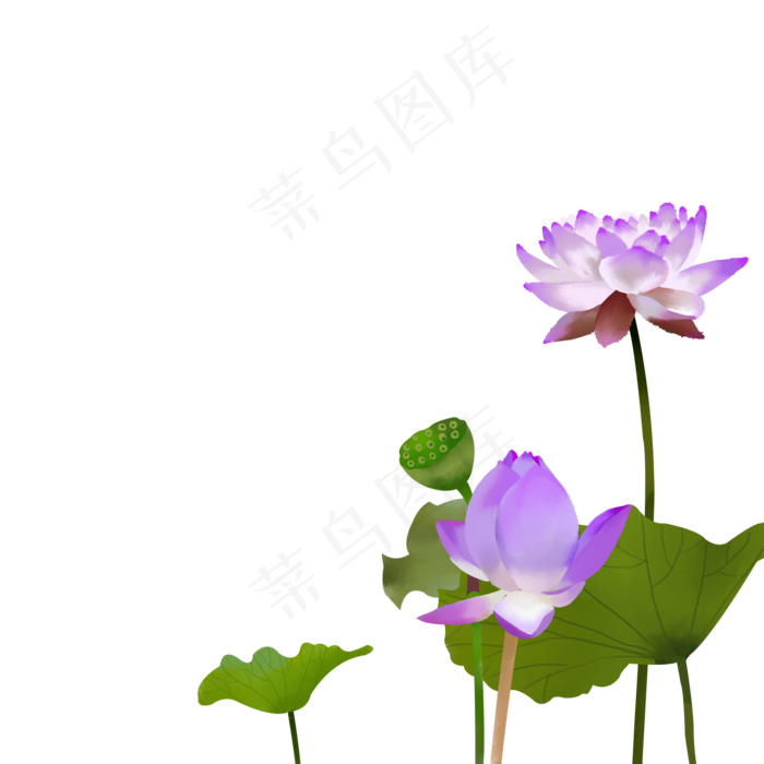 荷花梦幻插画免抠下载
