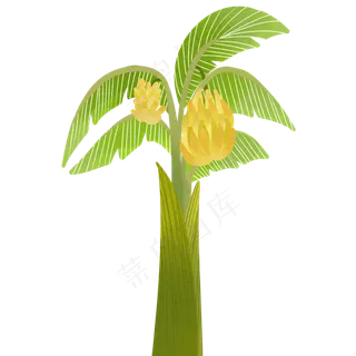 椰子树上的大香蕉