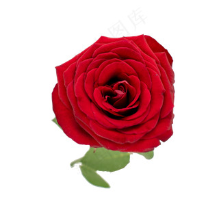 红玫瑰鲜花