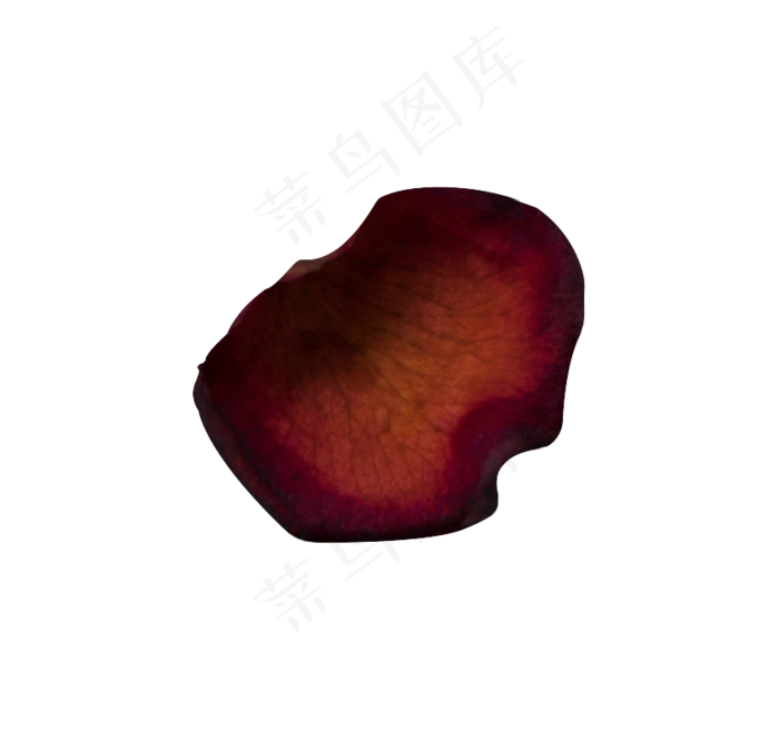 唯美玫瑰花瓣红玫瑰(840X787(DPI:240))psd模版下载