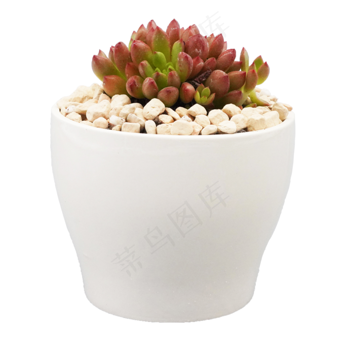 白色花盆多肉,免抠元素