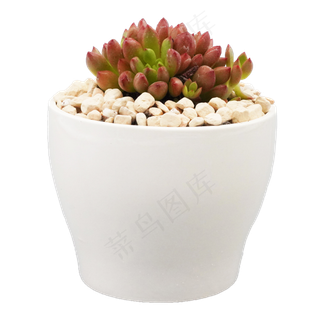 白色花盆多肉,免抠元素