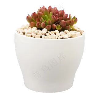 白色花盆多肉,免抠元素